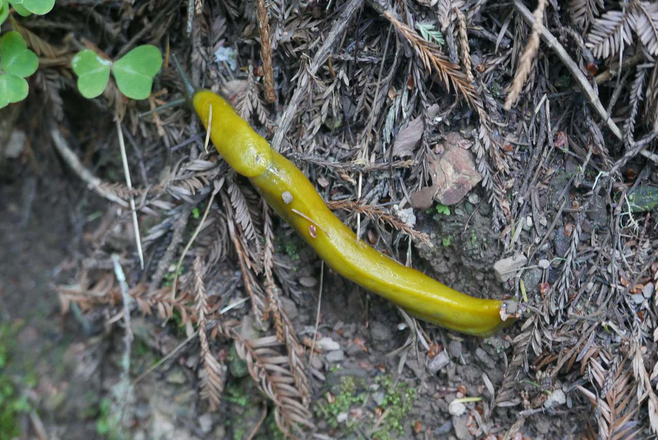 Banana slug