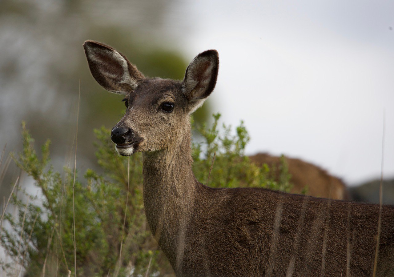 Black-tailed deer