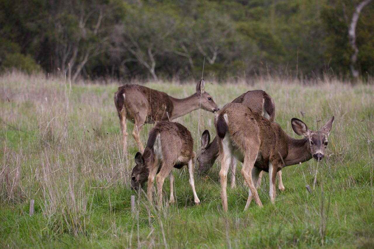 Group of Black-tailed deer