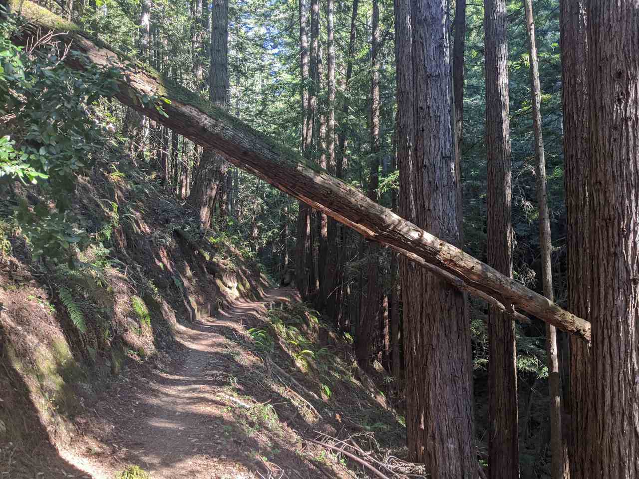 Sun dappled Purisima Creek Redwoods Preserve