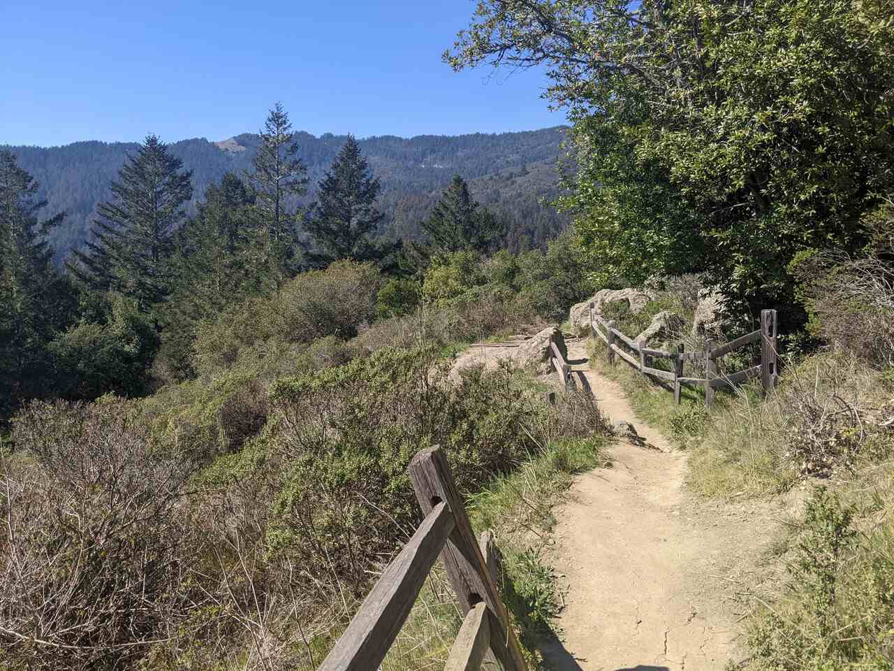 Muir Woods Hike