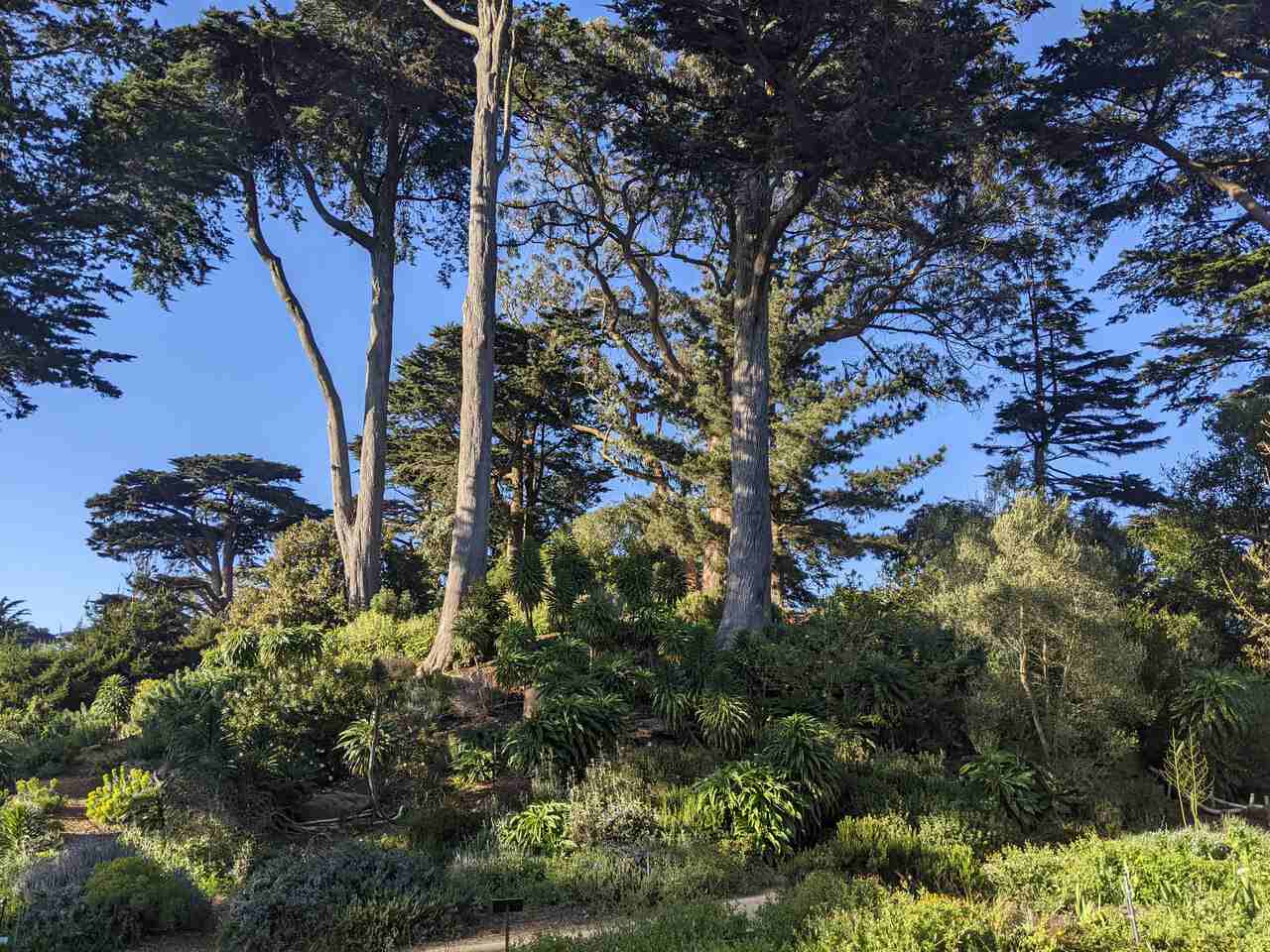 San Francisco Botanical Garden 3
